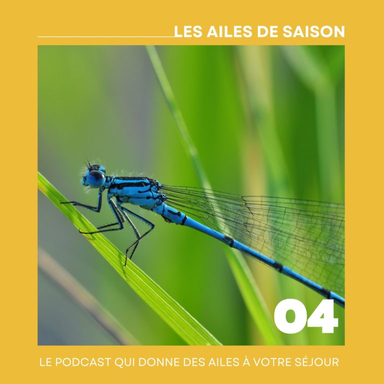 Lire la suite à propos de l’article Podcast | Épisode 4 – À la découverte des libellules avec Axel Melet