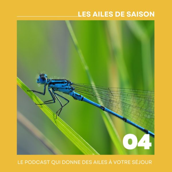 Podcast | Épisode 4 – À la découverte des libellules avec Axel Melet