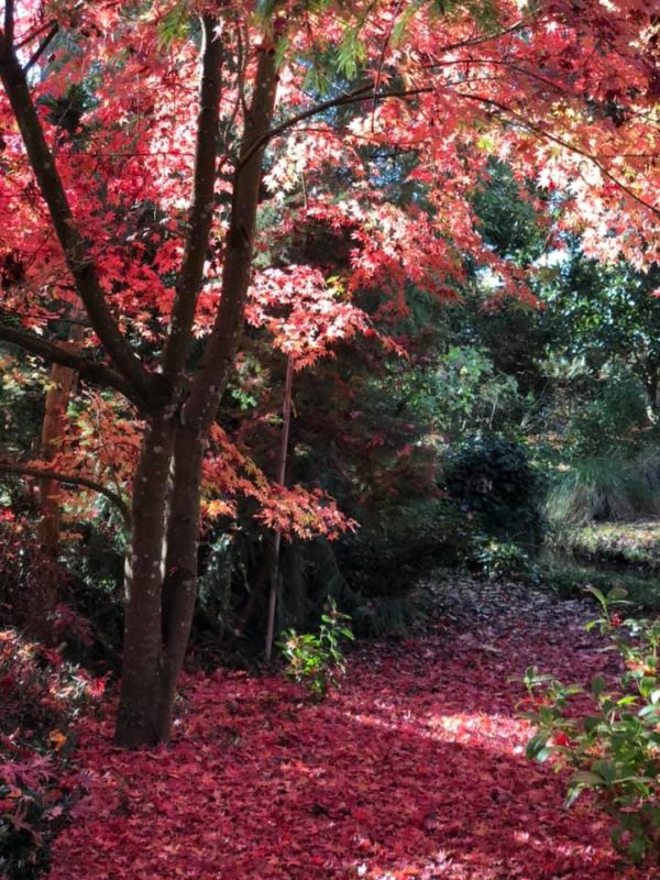 photo d'arbres avec un feuillage d'automne