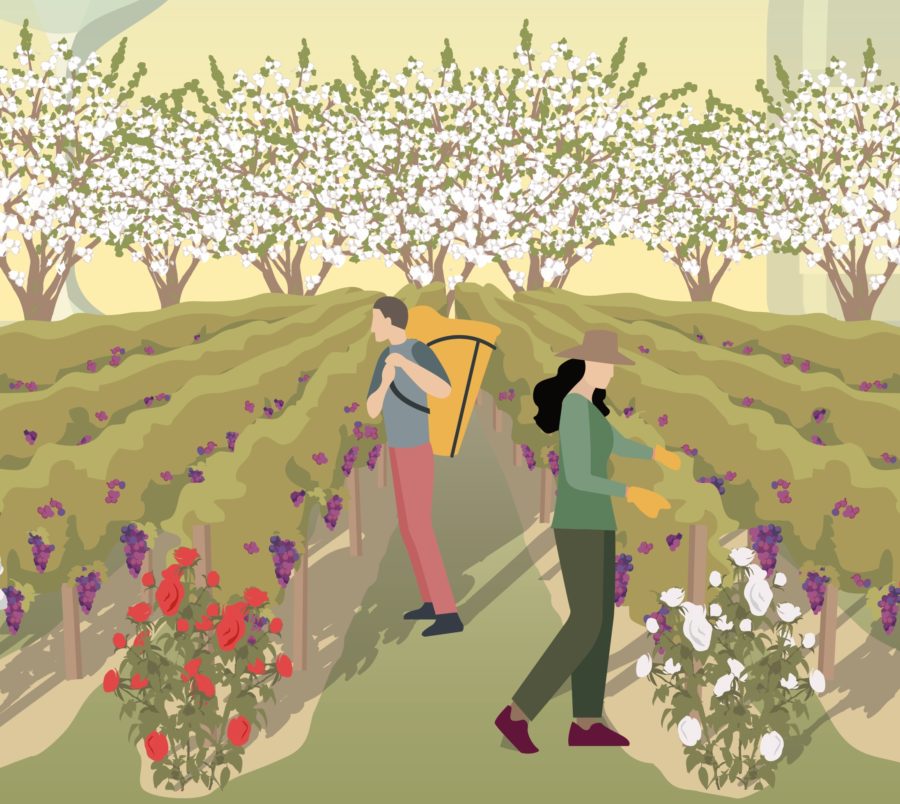 illustration représentant des personnes qui ramassent du raisin dans les vignes