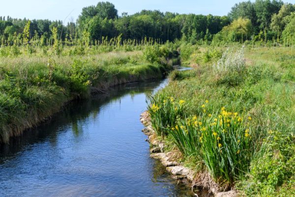 Quand les Mauves rencontrent la Petite Beauce