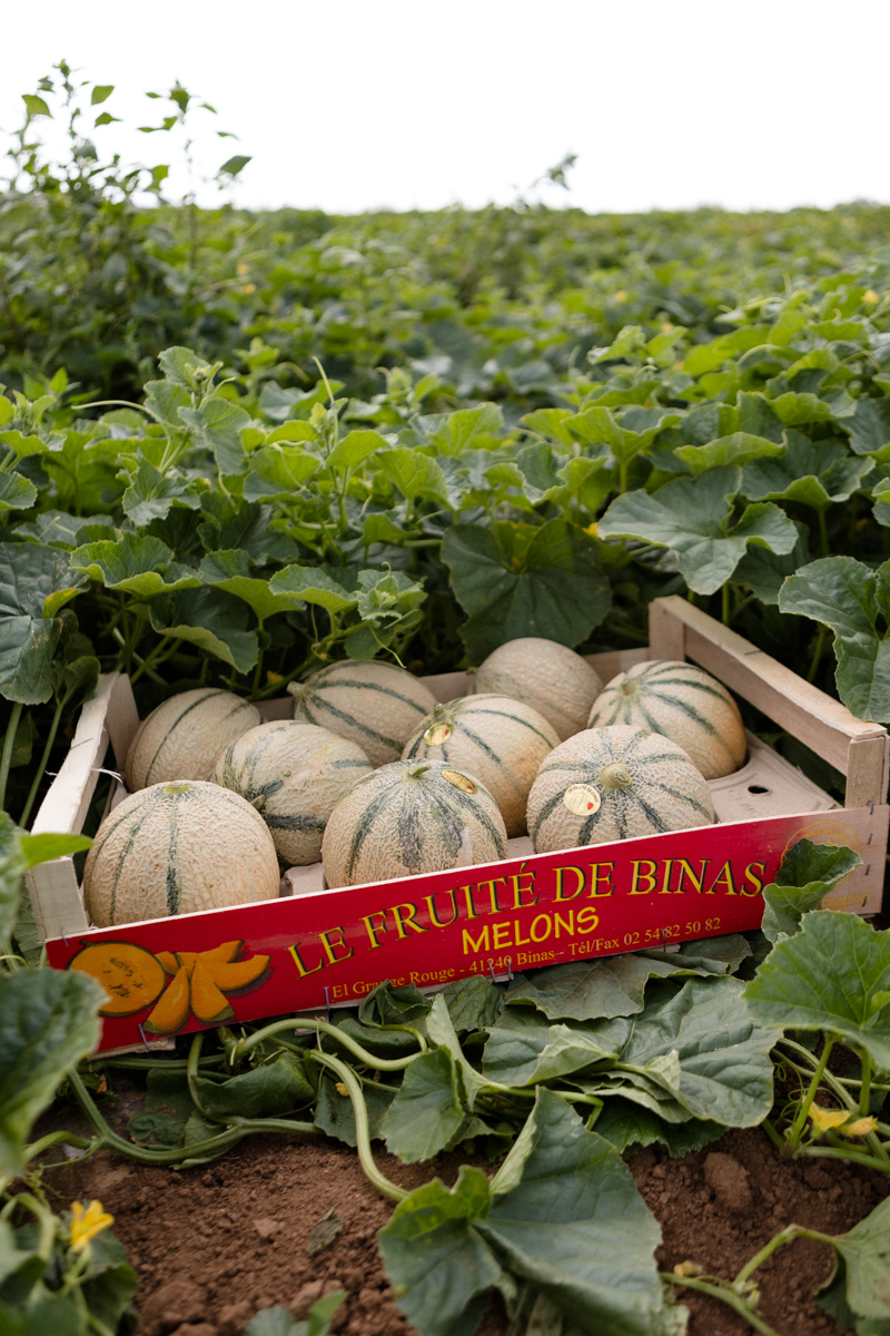Le Fruité de Binas