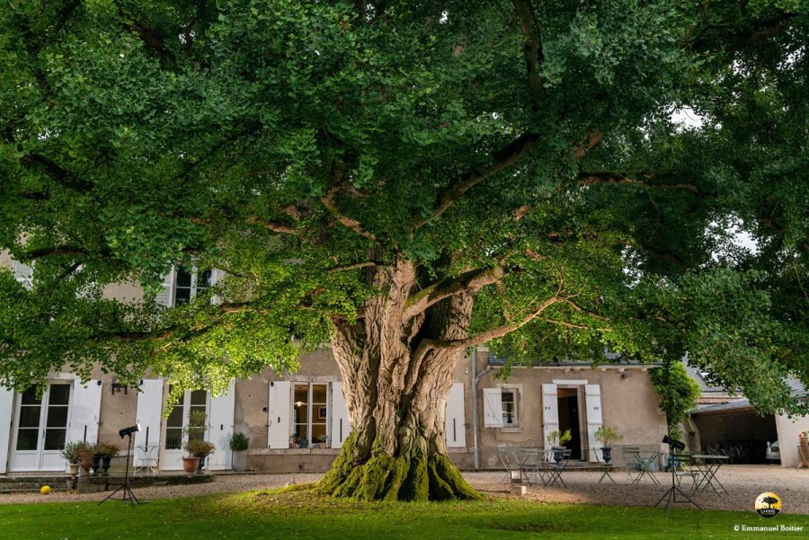 Arbre de l'année 2026 à Meung-sur-Loire