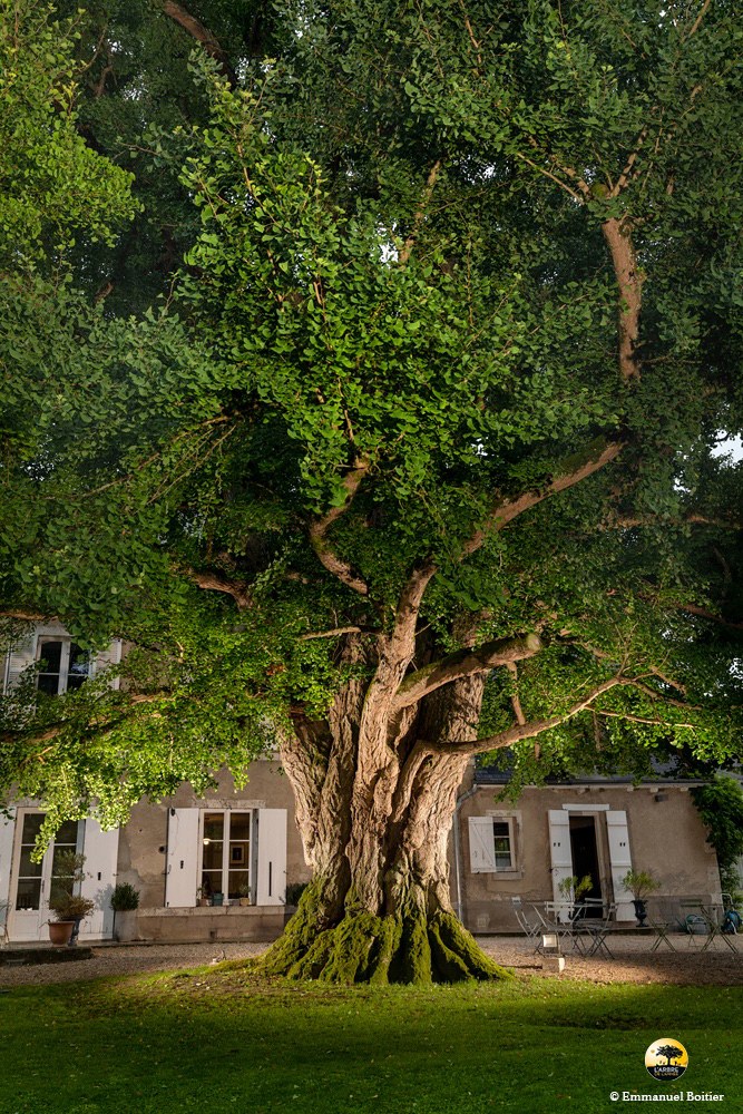 Arbre de l'année 2026 à Meung-sur-Loire