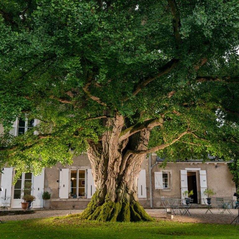 Lire la suite à propos de l’article L’Arbre de l’Année se trouve à Meung-sur-Loire